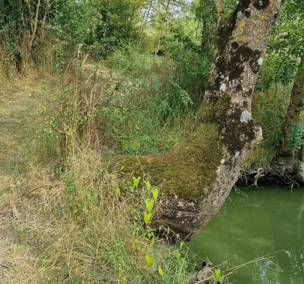 Les Marais Poitevin depuis Triaize - Triaize - 1