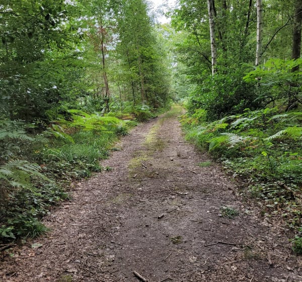 Balade tranquille dans la forêt à Villers en Arthies - Villers-en-Arthies - 1