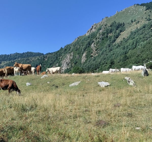 Vallée de l'Angoustrine et cabane d'Envalls - Angoustrine-Villeneuve-des-Escaldes - 1