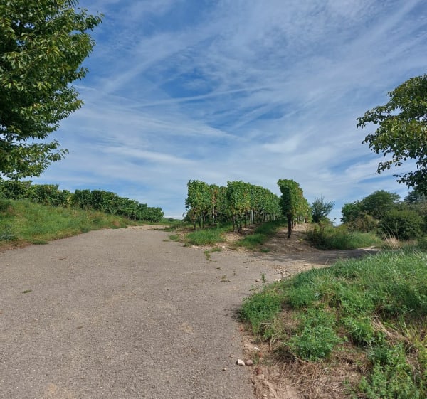 La promenade du grand cru de Vorbourg - Rouffach - 1