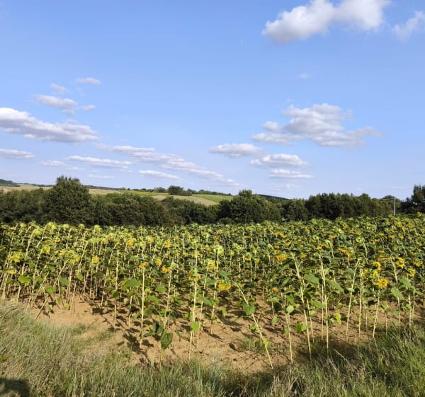 Boucle de Filhols - Villemur-sur-Tarn - 1