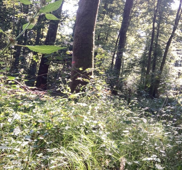 Des étangs à la source de la Suarcine - Suarce - 1