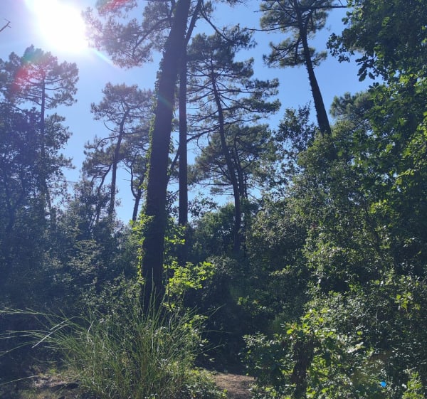 Balade dans la forêt de Suzac, entre les pins et chênes vert - Saint-Georges-de-Didonne - 1