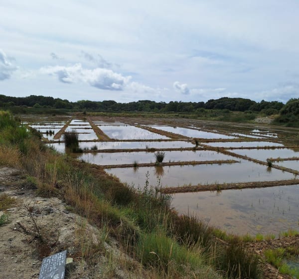 Le Tour-du-Parc, Truscat, Sarzeau, Suscinio, Landrezac - Sarzeau - 1