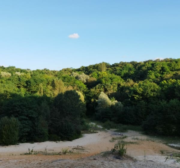 La forêt de Saulx, par la Glissoire - Saulx-les-Chartreux - 1
