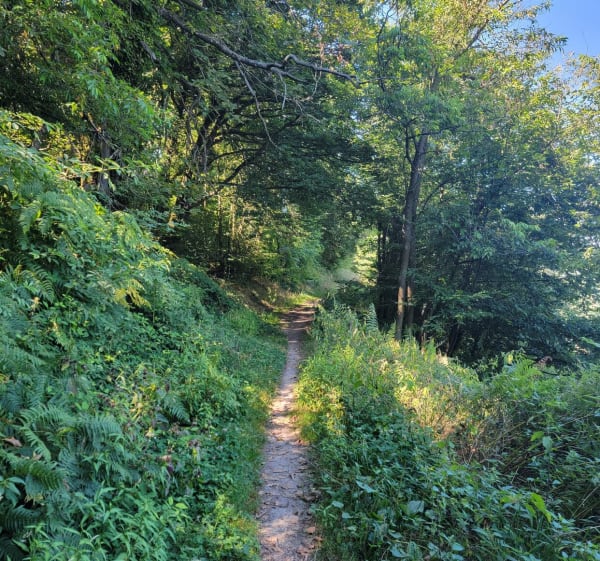 Petit tour par les étangs - Roche-la-Molière - 1