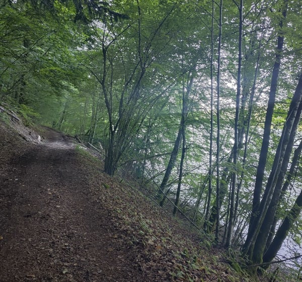 Lac du Val par la forêt - Menétrux-en-Joux - 1