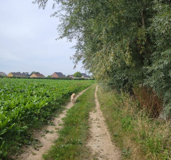Balade entre roquetoire, racquinghem, camberny - Roquetoire - 1
