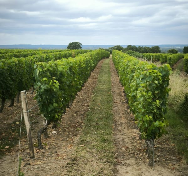 Boucle entre Candes-Saint-Martin et Fontevraud - Candes-Saint-Martin - 1