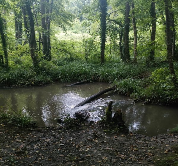 Rando entre Saint-Césaire et Saint-Bris-des-Bois - Saint-Césaire - 1