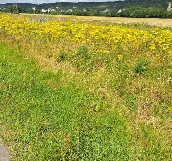 Oissel par circuit des Essarts - Elbeuf - 1