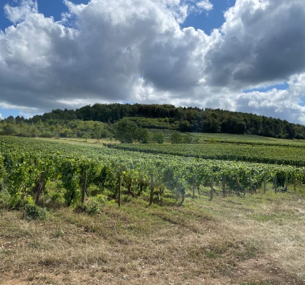 Balade entre Laives et Montceaux-Ragny - Laives - 1