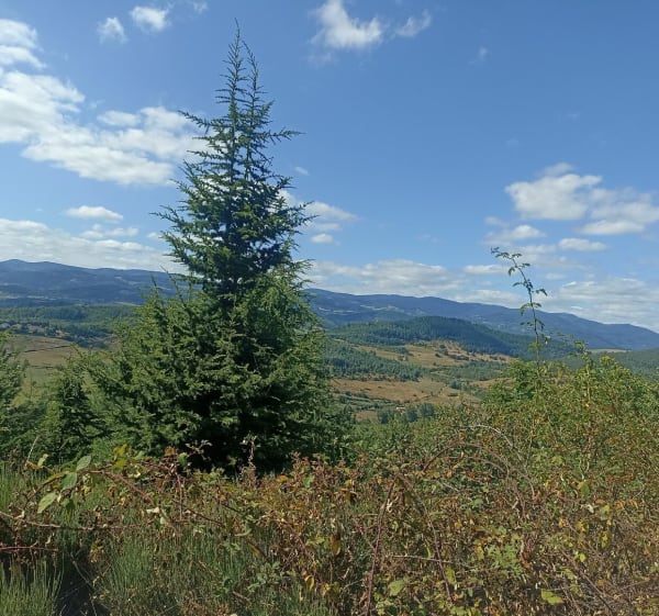 Les chemins  de la Madone - Boulieu-lès-Annonay - 1