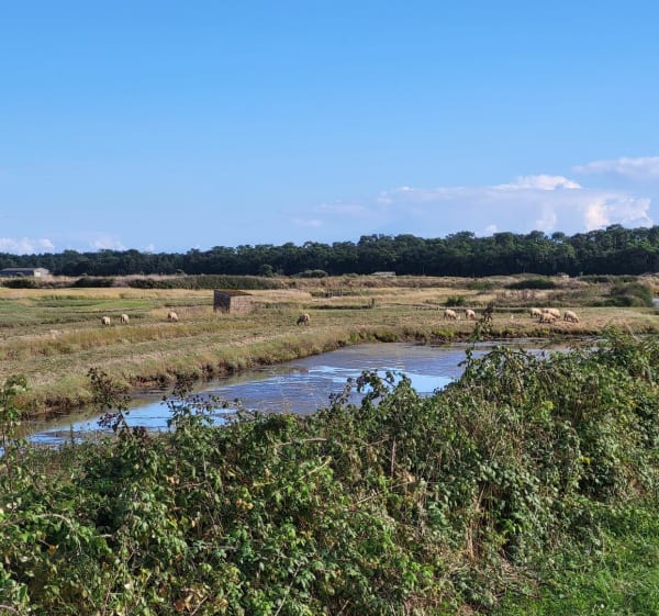 Plage du Veillon et Marais Bourgenais - Talmont-Saint-Hilaire - 1
