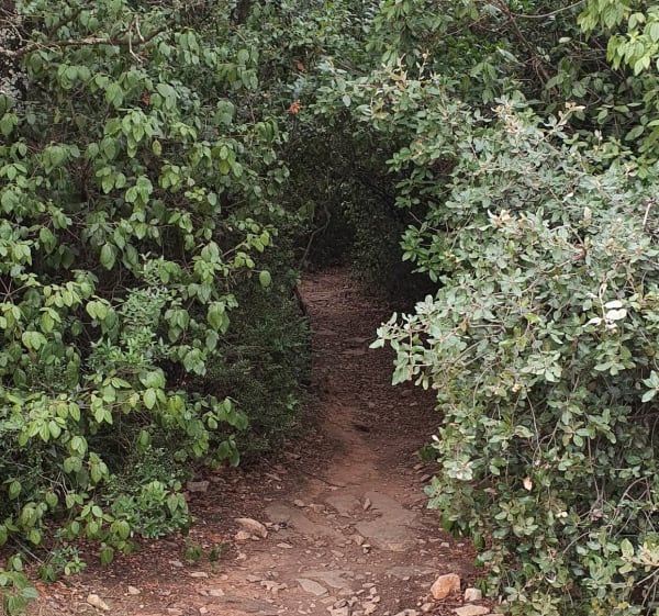 Boucle au Bois des Espesses - Nîmes - 1