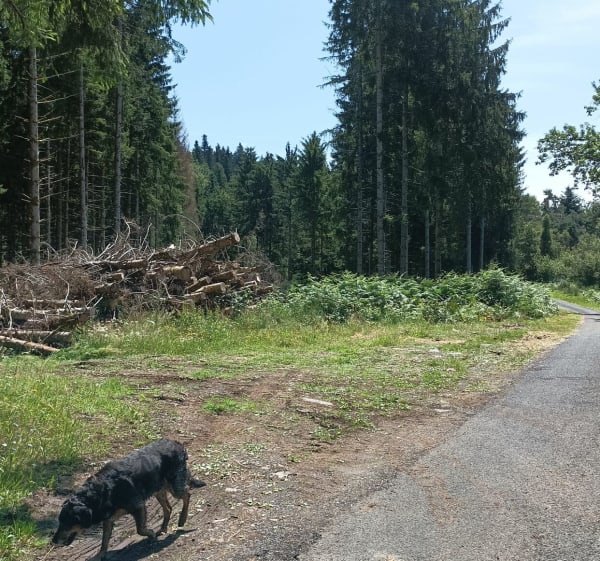 Le bois de Caux à Saint Donat - Saint-Donat - 1