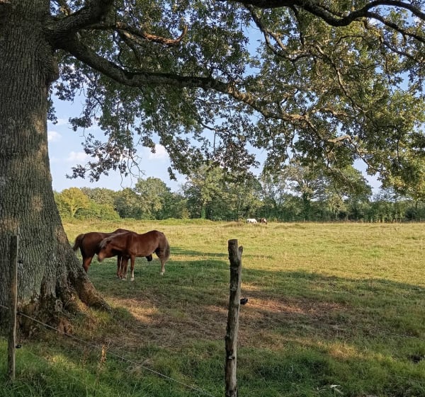 Sentier du Moulin - Campbon - 1