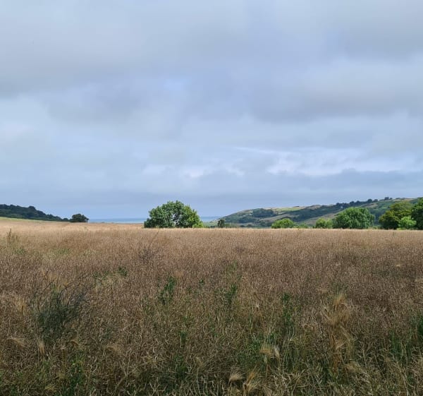 Randonnée au calme entre Veulettes et Malleville - Veulettes-sur-Mer - 1