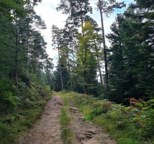 Depuis le belvédère, vues sur Fréland et forêt du Kalblin - Fréland - 1