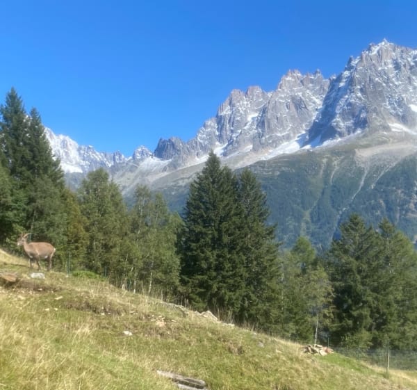 Parc de Merlet depuis le P3 - Les Houches - 1