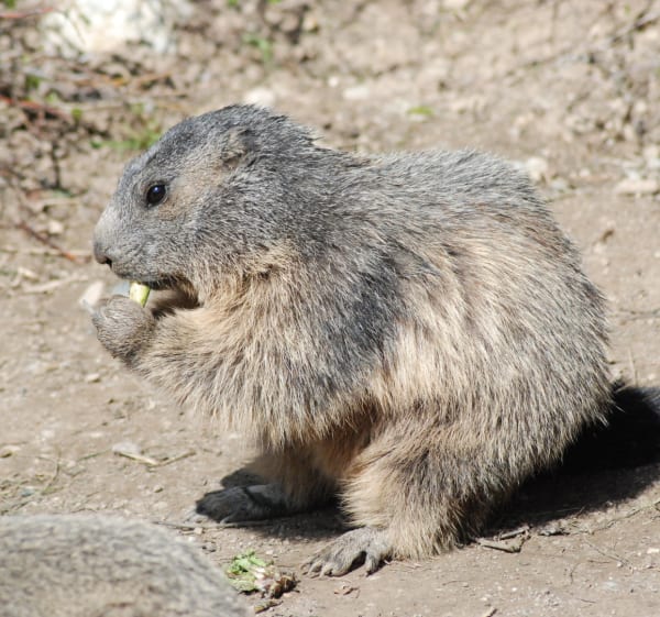 Visite des marmottes - Châtillon-en-Diois - 1