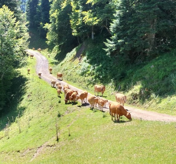 Promenade à la cabane du col d' Artigascou - Boutx - 1