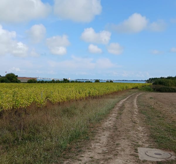 Abbaye des Châteliers et chemin côtier de l'île de Ré - La Flotte - 1