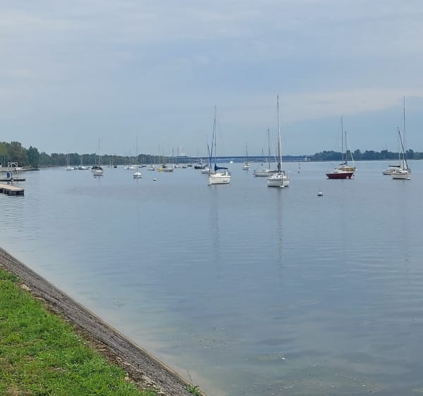 Boucle le long du Rhin - Hipsheim - 1