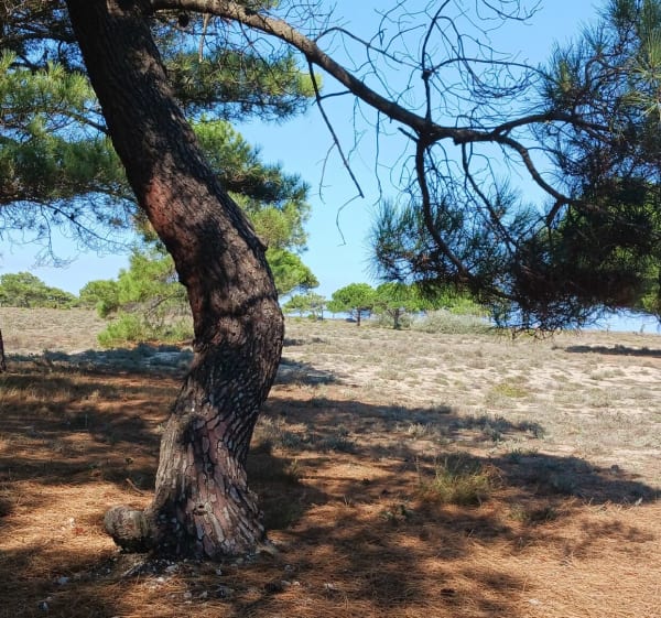 Les pinèdes du Barcarès - Le Barcarès - 1