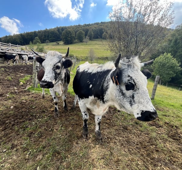 La source de la Doller au départ du Lachtelweiher - Kirchberg - 1