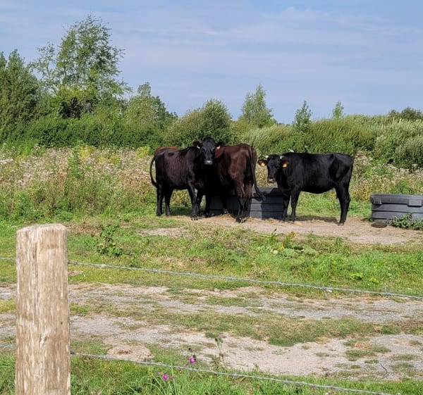 Les marais d'Ecourt St Quentin - Oisy-le-Verger - 1
