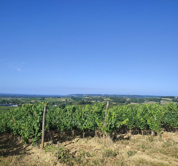 De Tessonière à Mauriac, les vignes par Monts et par Vaux - Gaillac - 1