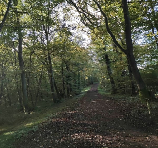 Balade entre forêt et campagne du côté d'Henriville - Seingbouse - 1