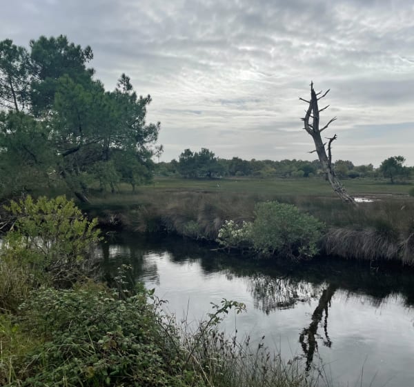 Boucle digestive du côté sauvage du Bassin - Gujan-Mestras - 1