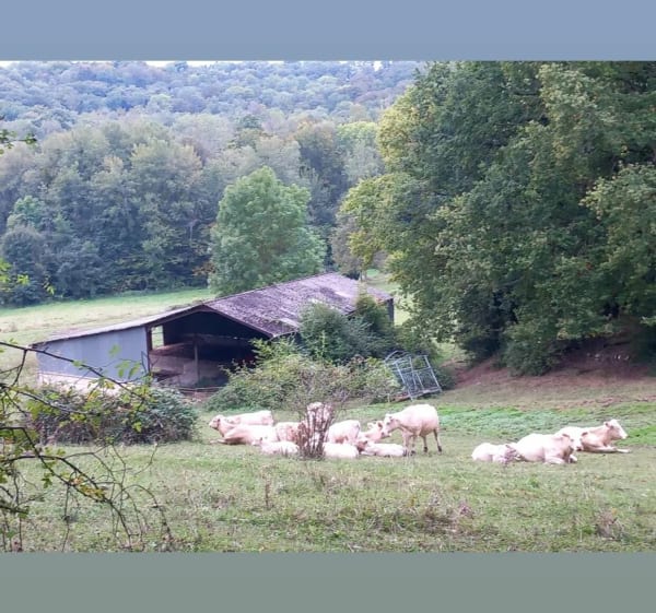 Sur et sous Montbavin au départ de Montarcène - Montbavin - 1