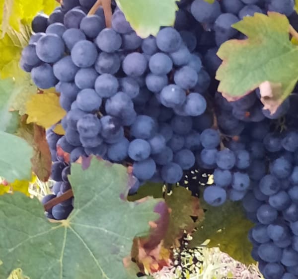 Gours et le Meillac, entre patrimoine, vignobles, prairies et bois - Gours - 1