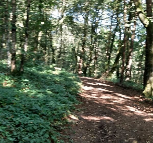 Boucle de la Chapelle Ste-Barbe - Le Faouët - 1