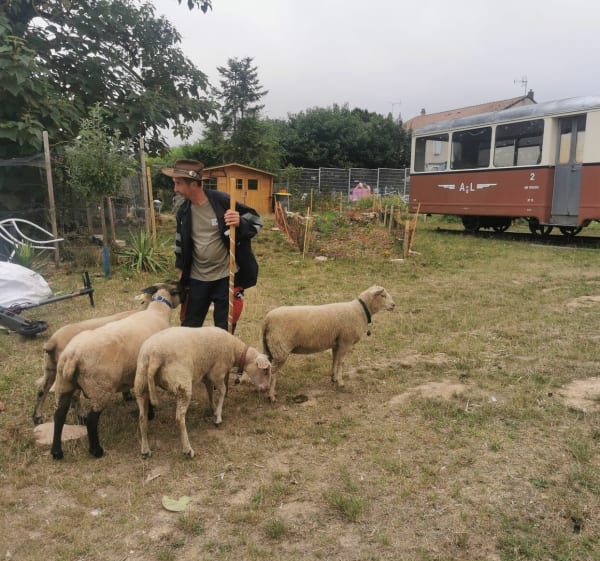 Promenade avec moutons dans la ville aux Mureaux - Les Mureaux - 1