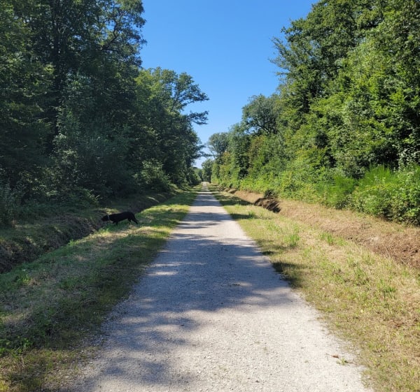 Balade dans la forêt d'Ozoir au départ de la gare - Ozoir-la-Ferrière - 1