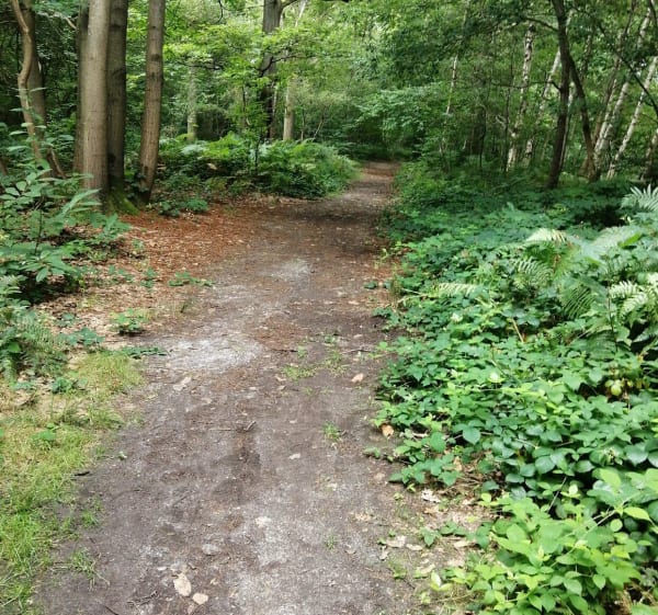 Promenade forêt du champ de bataille le neubourg - Le Neubourg - 1