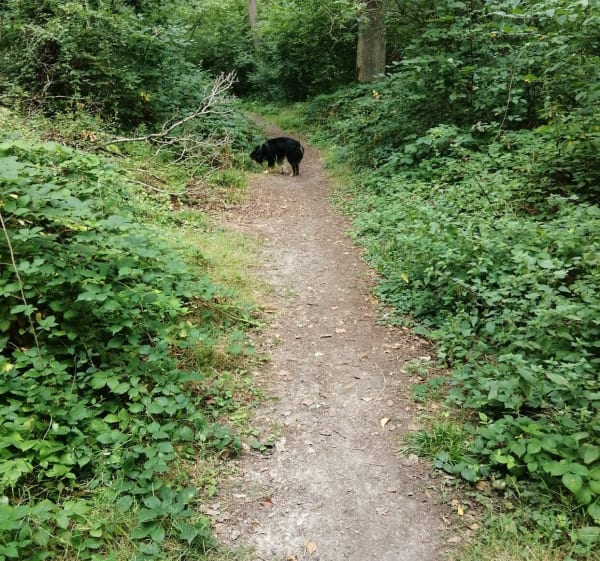 Promenade forêt du champ de bataille le neubourg - pascal - 1