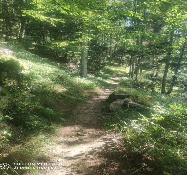 Sentier Louise aux 3 épis - Turckheim - 1