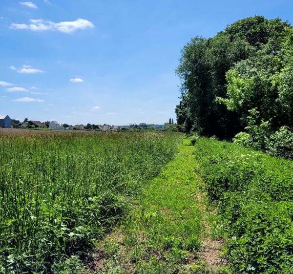 Balade en campagne le long de la Vienne - Dangé-Saint-Romain - 1