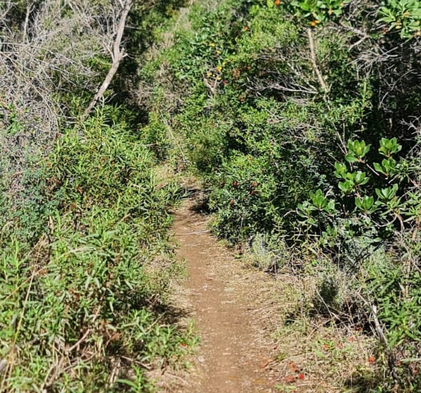 Estérel, côté des Veyssieres, et Col de l'Essuyadou - Saint-Raphaël - 1