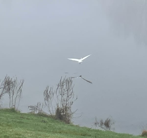 Lac de Virlay - Saint-Amand-Montrond - 1