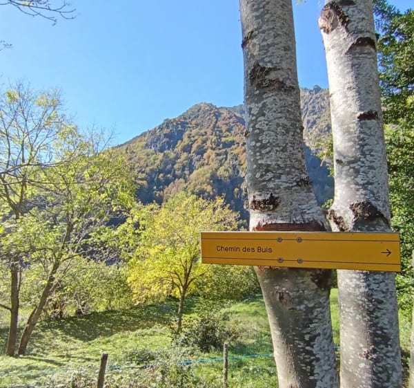 Chemin des buis Aragnouet - Aragnouet - 1