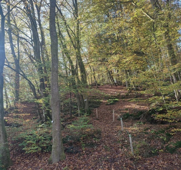 Boucle en forêt à Frohmuhl, par Grossmatt - Frohmuhl - 1
