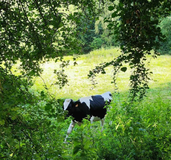 Balade autour du sentier du Denâcre - Wimille - 1