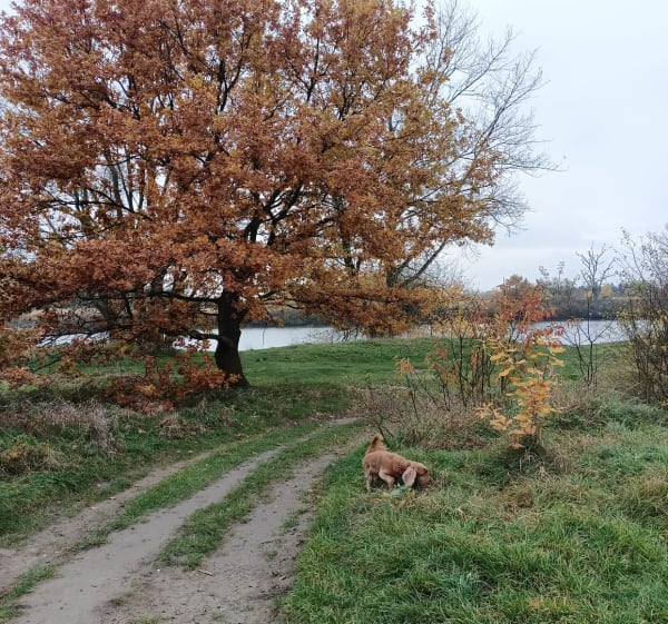Lasek Łęgowski - Kraków - 1