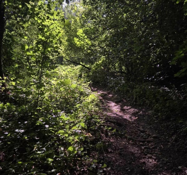 Entre le bois de Cessieu Montceau et Rochetoirin - Cessieu - 1